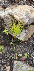 Serruria florida