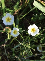 Limnanthes