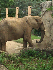 Elephantidae