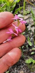 Disa obliqua