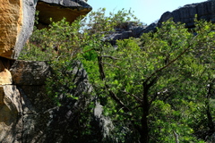 Podocarpus elongatus