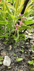 Disa obliqua