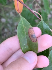 Parornix geminatella