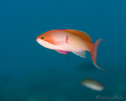 Cooper's Fairy Basslet