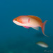 Silverstreak Anthias - Photo (c) 104623964081378888743, some rights reserved (CC BY-NC), uploaded by 104623964081378888743