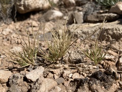 Muhlenbergia depauperata