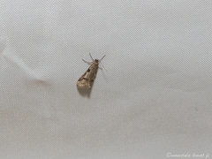 Exapate congelatella