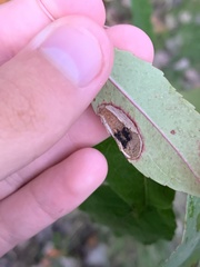 Parornix geminatella