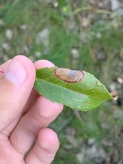 Parornix geminatella