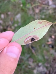 Parornix geminatella