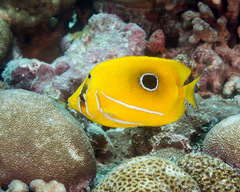 Chaetodon bennetti