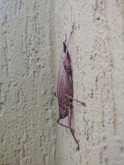 Meroncidius flavolimbatus