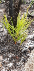 Serruria florida