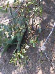 Larrea tridentata
