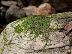 Jungermannia atrovirens