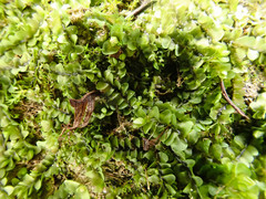 Jungermannia atrovirens
