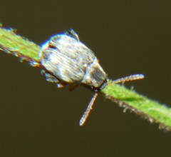 Meibomeus musculus