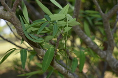 Senna corymbosa