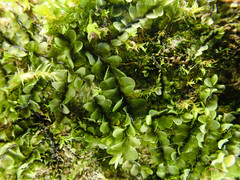 Jungermannia atrovirens