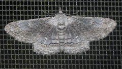 Cleora displicata
