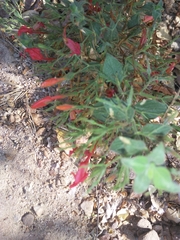 Ruellia asperula