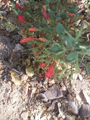 Ruellia asperula