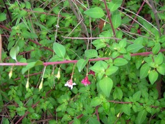 Fuchsia thymifolia