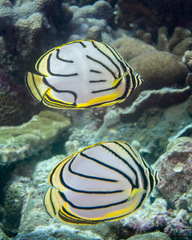 Chaetodon meyeri