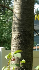 Prunus avium