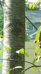 Prunus avium