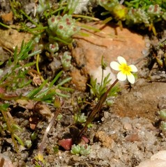 Zaluzianskya pusilla