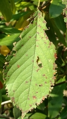 Prunus avium