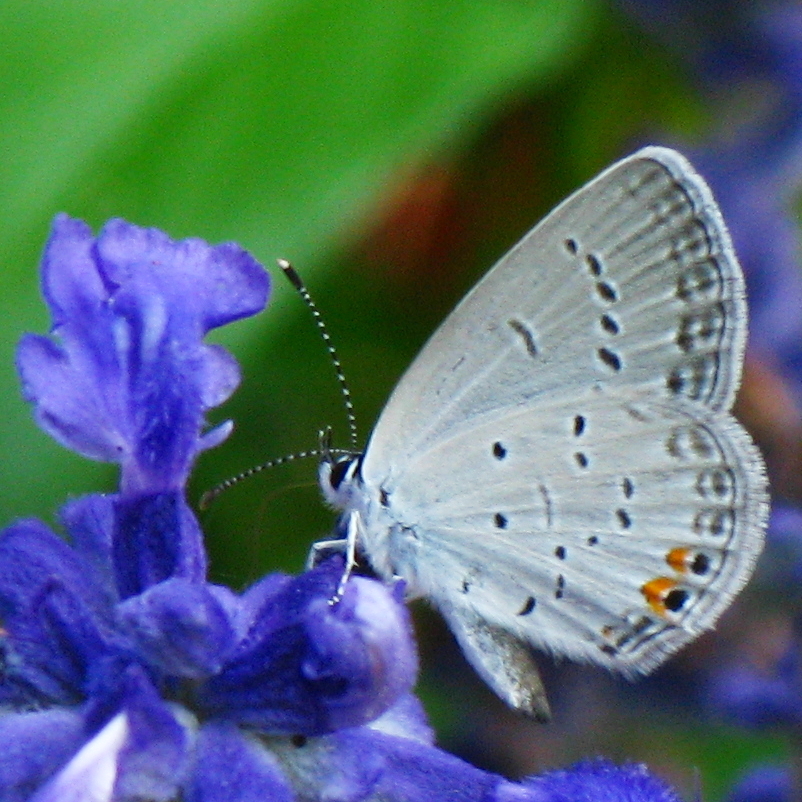 eastern tailed blue butterfly