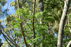 Senna corymbosa