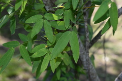 Senna corymbosa