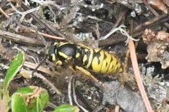 Vespula infernalis