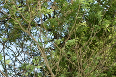 Senna corymbosa