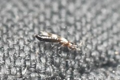Aeolothripidae