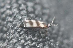 Aeolothripidae