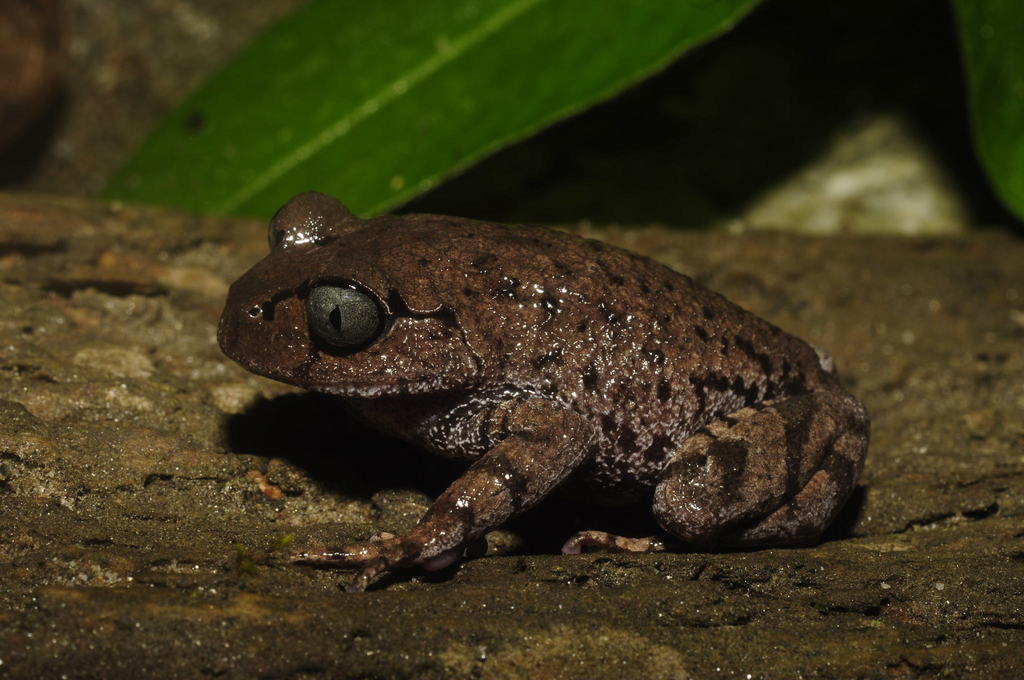 Eastern Spadefoot Toad