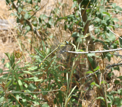 Gomphus schneiderii