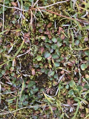 Salix herbacea
