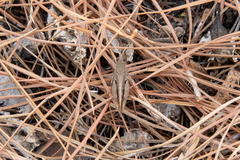 Calliptamus plebeius