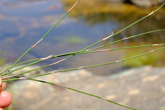 Restio gaudichaudianus