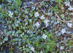 Glossostigma elatinoides