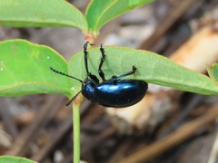 Chrysochus cobaltinus