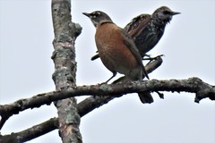 Turdus migratorius