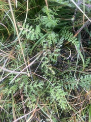 Pedicularis palustris