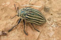 Julodis andreae
