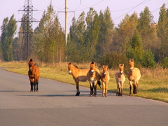 Equus ferus przewalskii